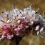 Nude Buckwheat (Eriogonum nudum var. nudum): The endangered Lange’s Metal Mark Butterfly uses this native as a primary food source.